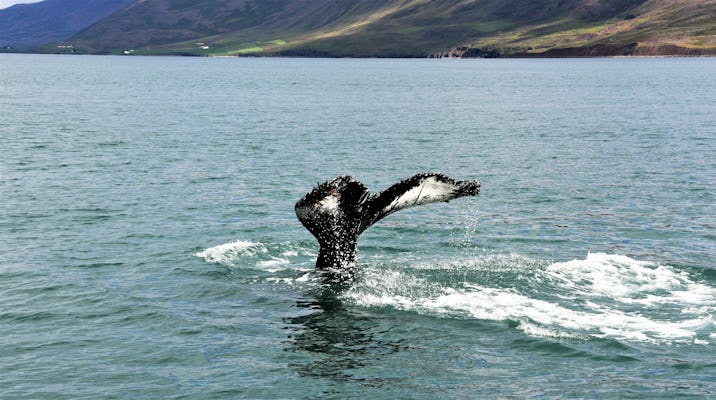 expresso de observação de baleias