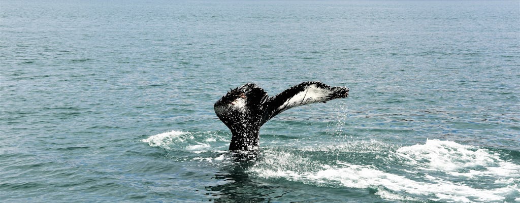 Whale watching express from Reykjavik