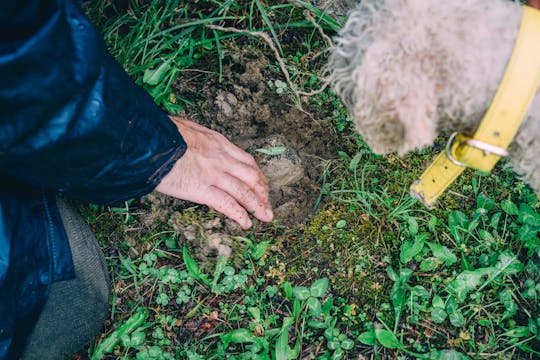 Démonstration de chasse à la truffe et dégustation de truffes en Bourgogne