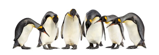 Encuentro de pingüinos en Ski Dubai