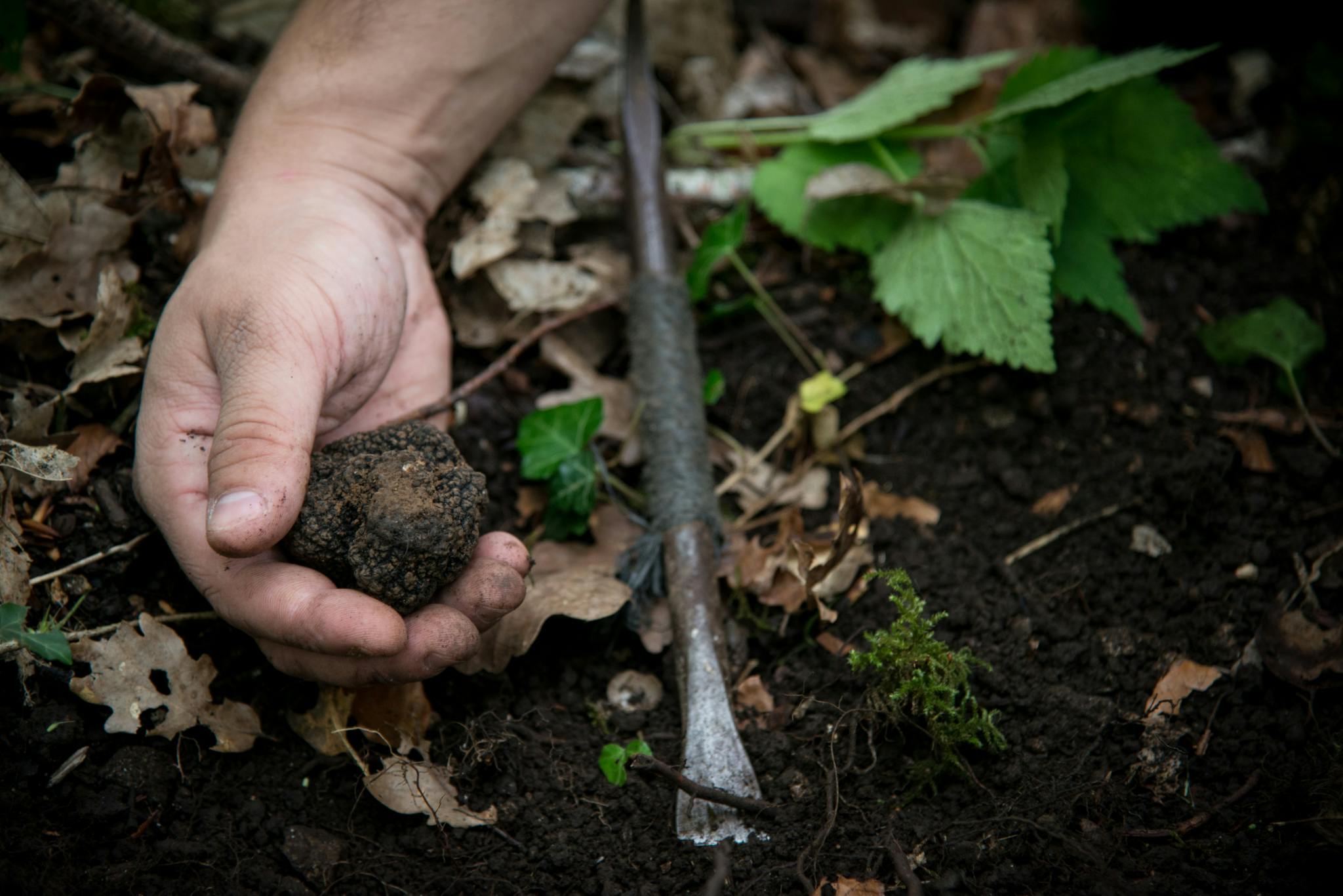 Burgundy truffle hunting demonstration and lunch Musement