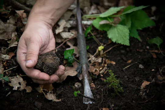 Burgundy truffle hunting demonstration and truffle lunch