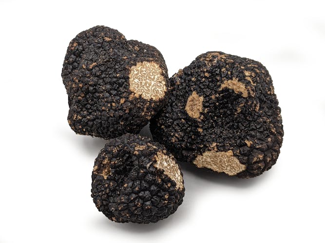 Burgundy truffle hunting demonstration and truffle lunch