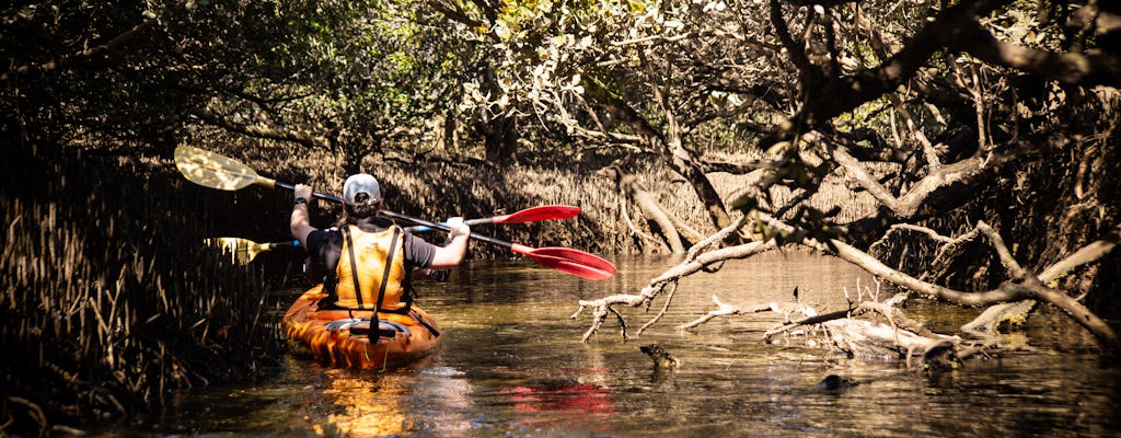 Aventure en kayak au sanctuaire des dauphins