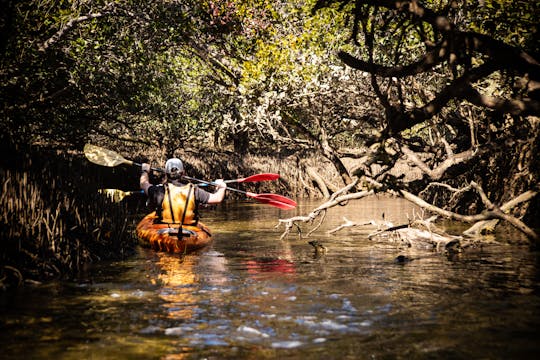 Aventure en kayak au sanctuaire des dauphins