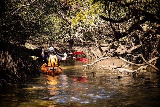 Dolphin Sanctuary Kayaking Adventure