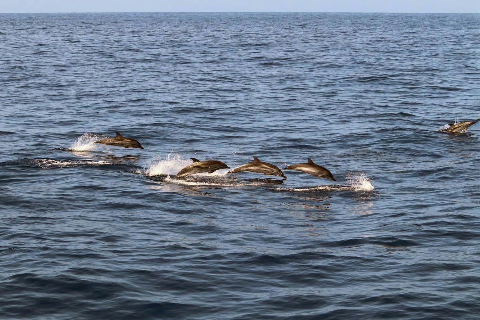 La Palma Dolphin & Whale Watching Cruise Ticket