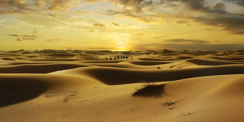 Klassieke woestijnsafari in Dubai met kameelrit en barbecuediner