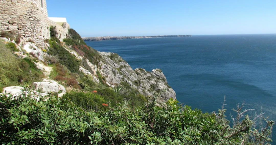 Sagres full-day birdwatching tour