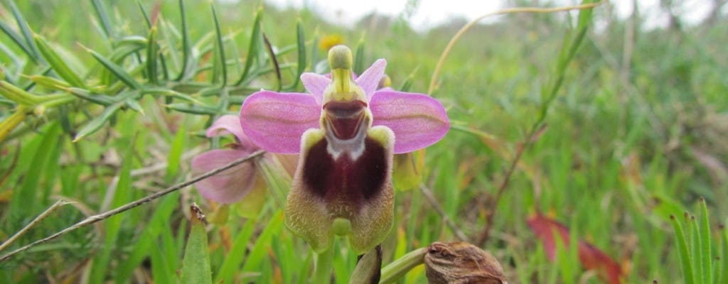 Orchid-watching tour in Algarve