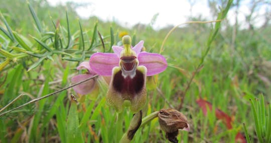 Orchid-watching tour in Algarve