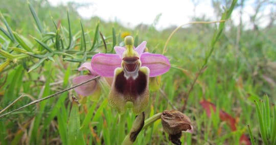 Passeio de observação de orquídeas no Algarve