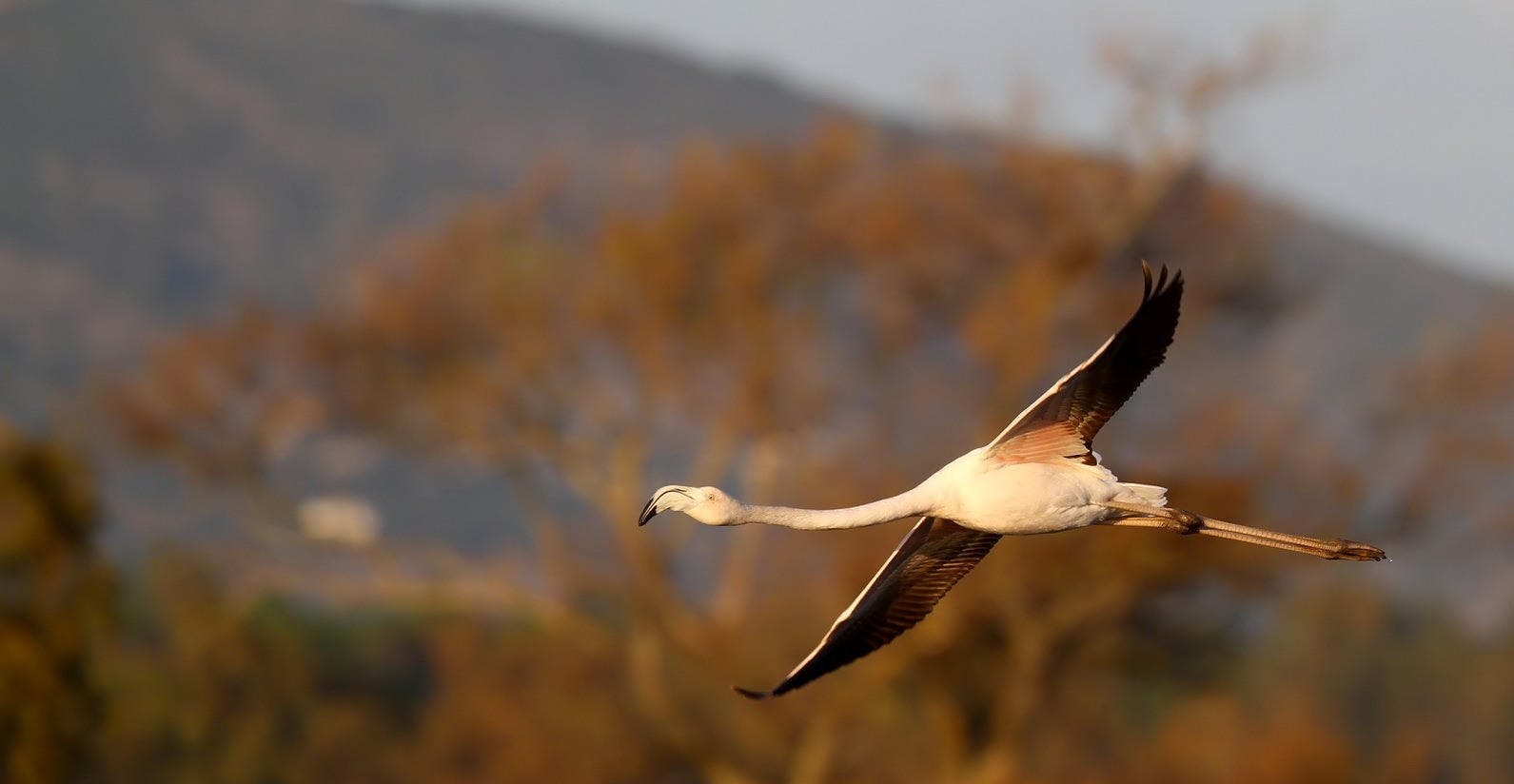 Halbtägige Vogelbeobachtungstour in der Lagune von Formosa
