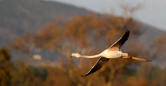 Formosa lagoon half-day birdwatching tour