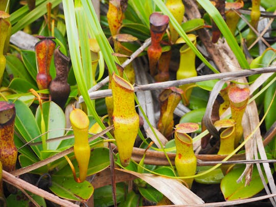 Trilha da natureza Copolia de Mahé