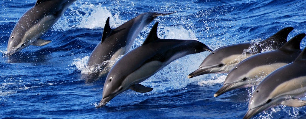 Swimming with dolphins experience in São Miguel