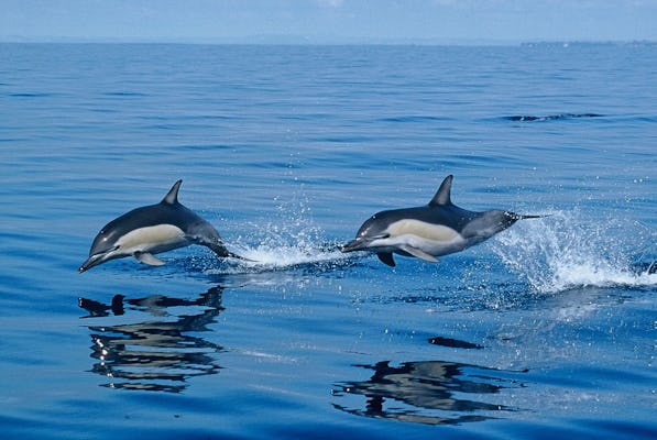 Walvissen en dolfijnen spotten in het noorden van São Miguel
