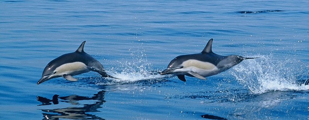 Whale and dolphin watching tour in northern São Miguel