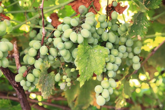 Smaken en Tradities van Rhodos