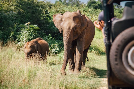 Safari dans les parcs nationaux d'Udawalawa au départ d'Ella