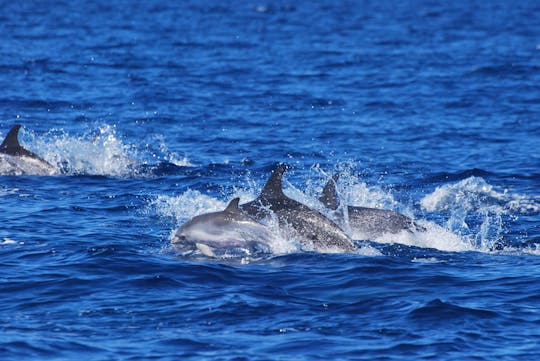 Esperienza di un'intera giornata come biologo marino