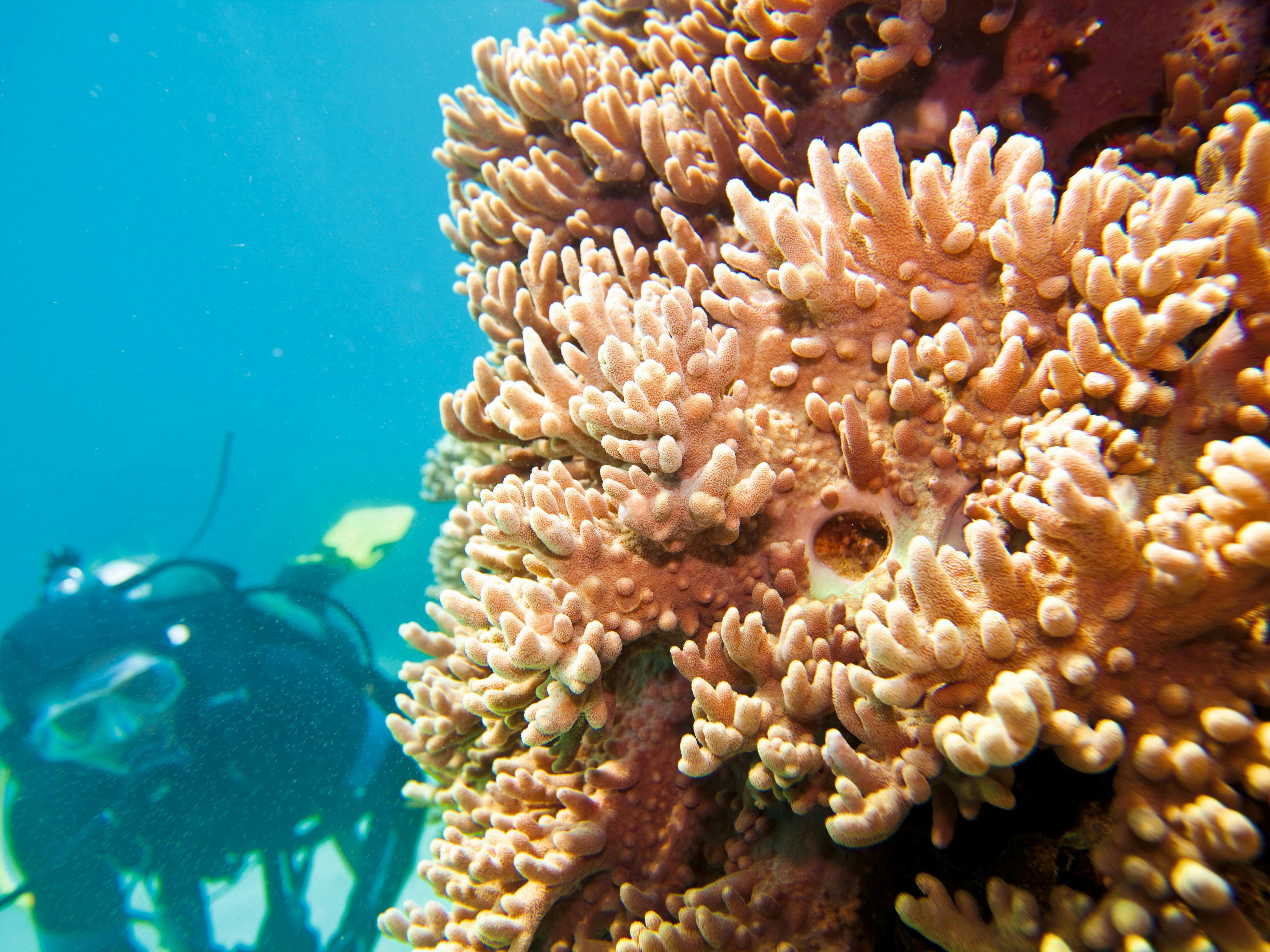Scuba Diving Romantic Pack