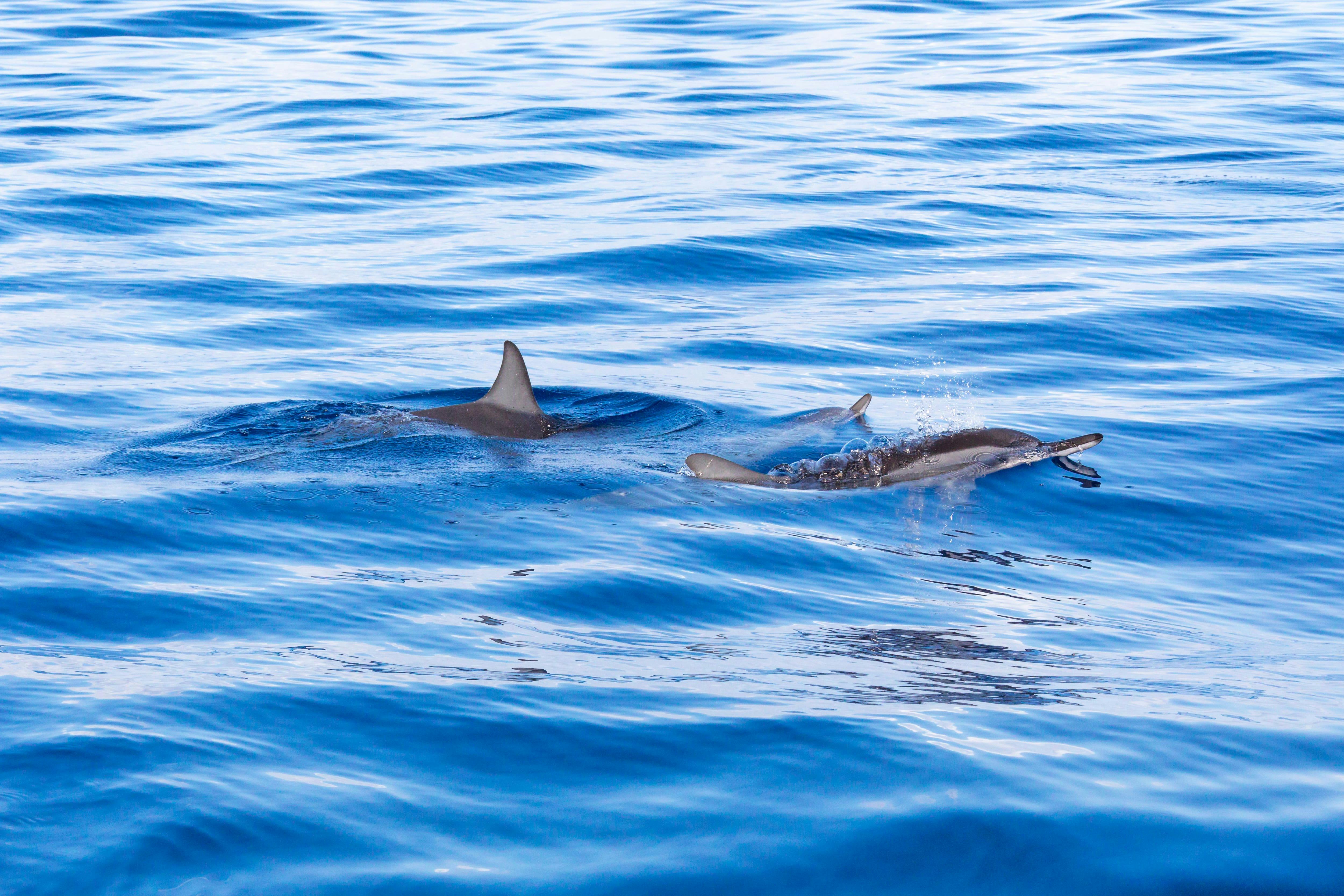 Flipper Whale Watching Boat Trip Ticket