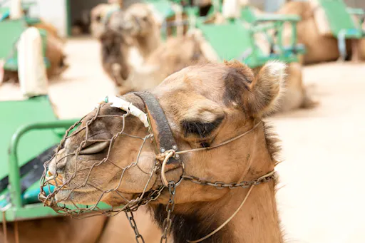 4x4 adventure and camel ride