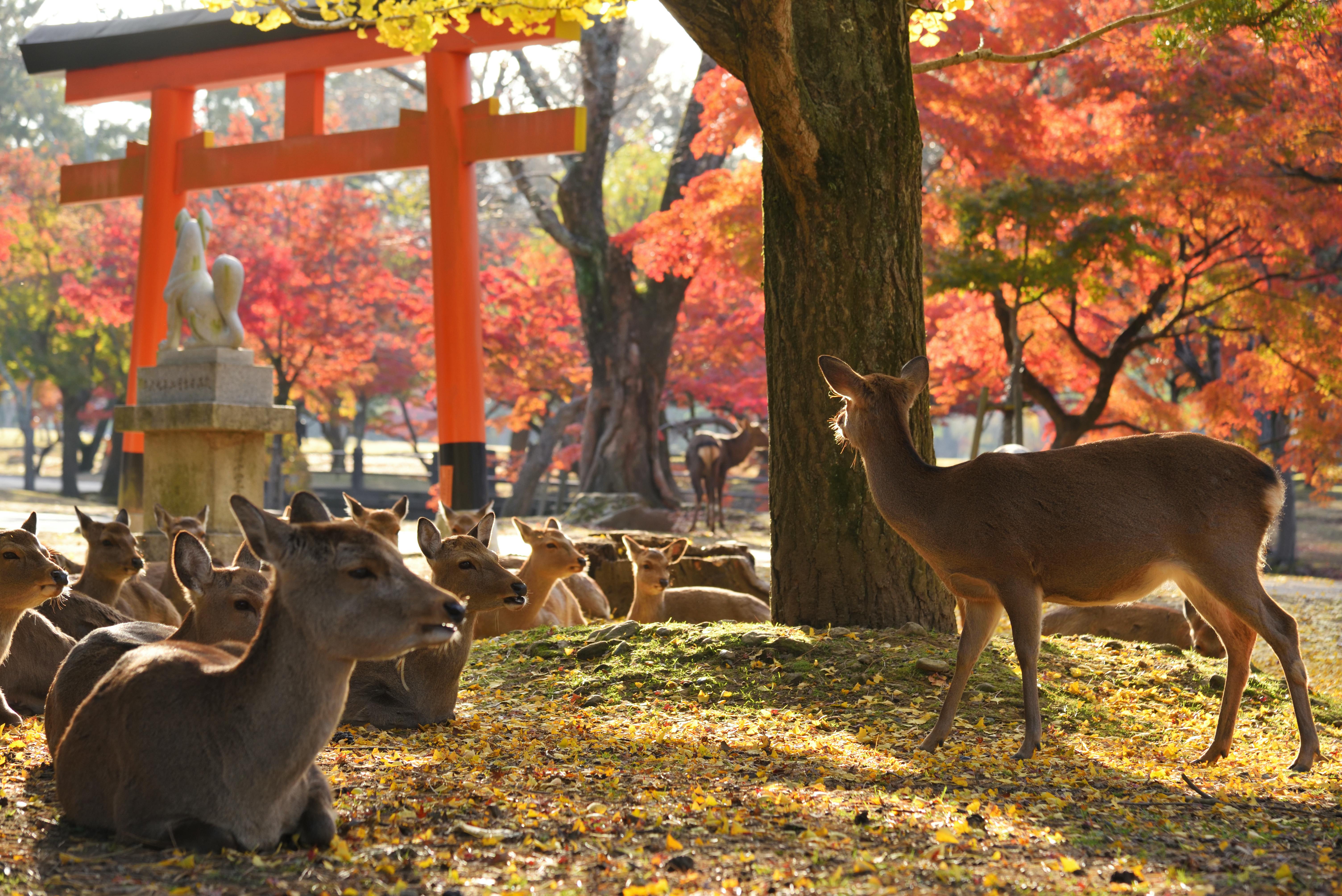 Halbtägiger Rundgang durch Nara