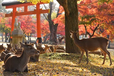 Excursão a pé de meio dia em Nara