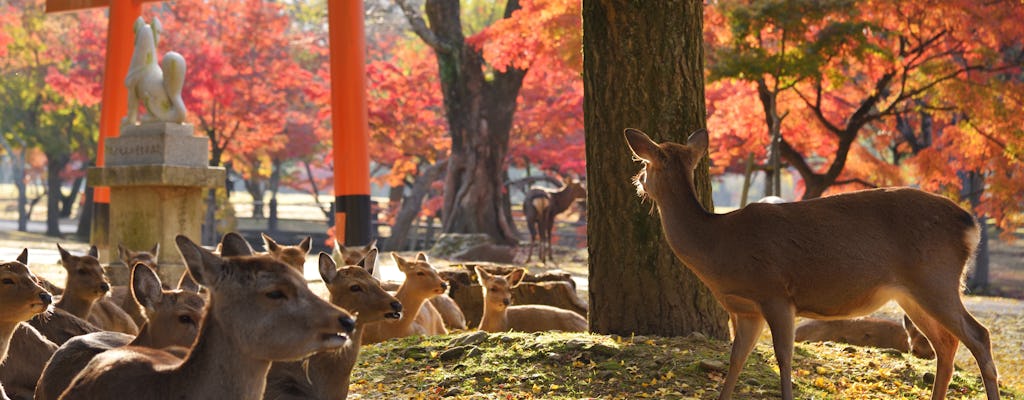 Nara tour a piedi di mezza giornata