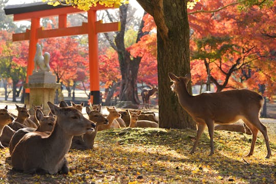 Recorrido a pie de medio día por Nara