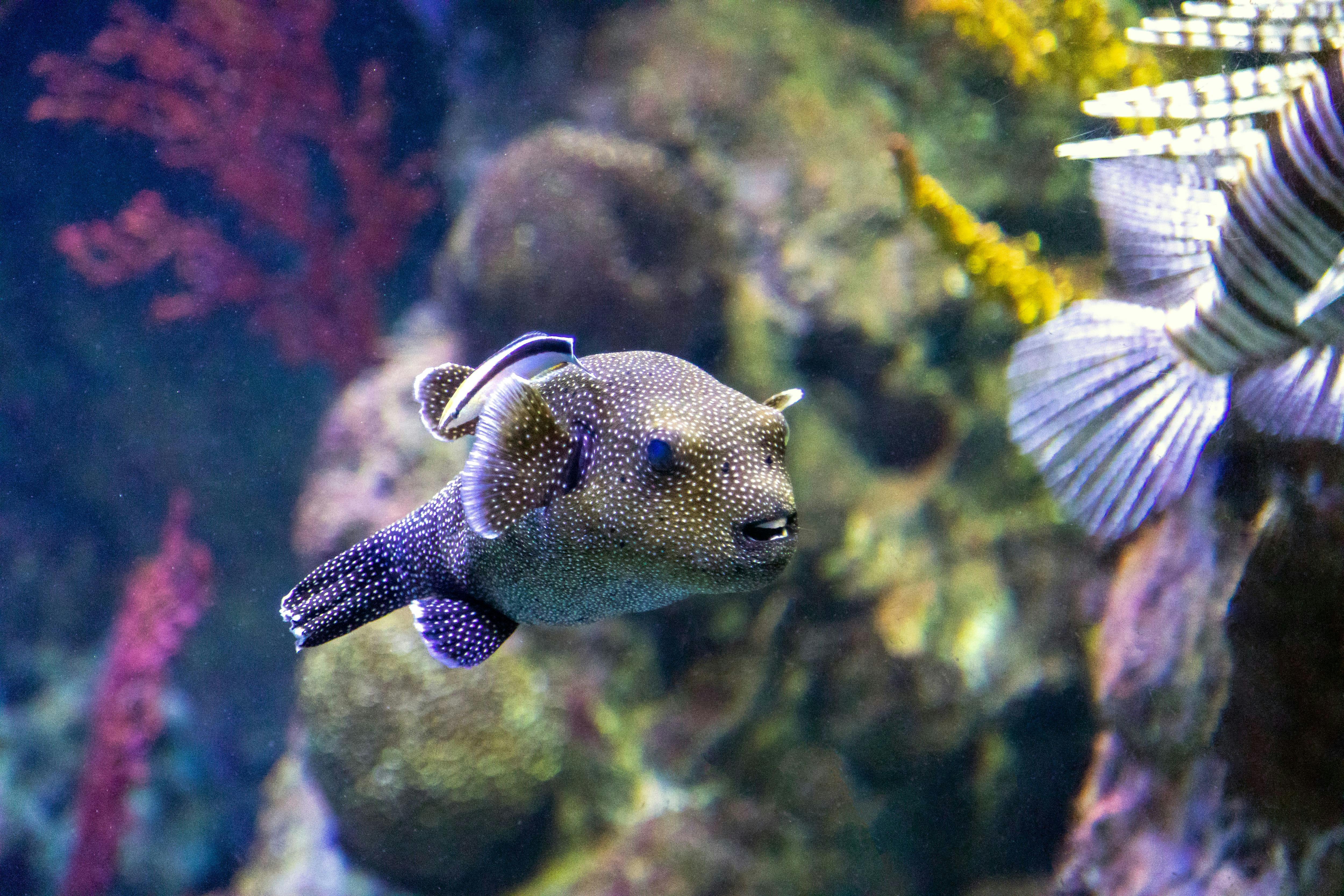 Acuario Sea Life en Benalmádena