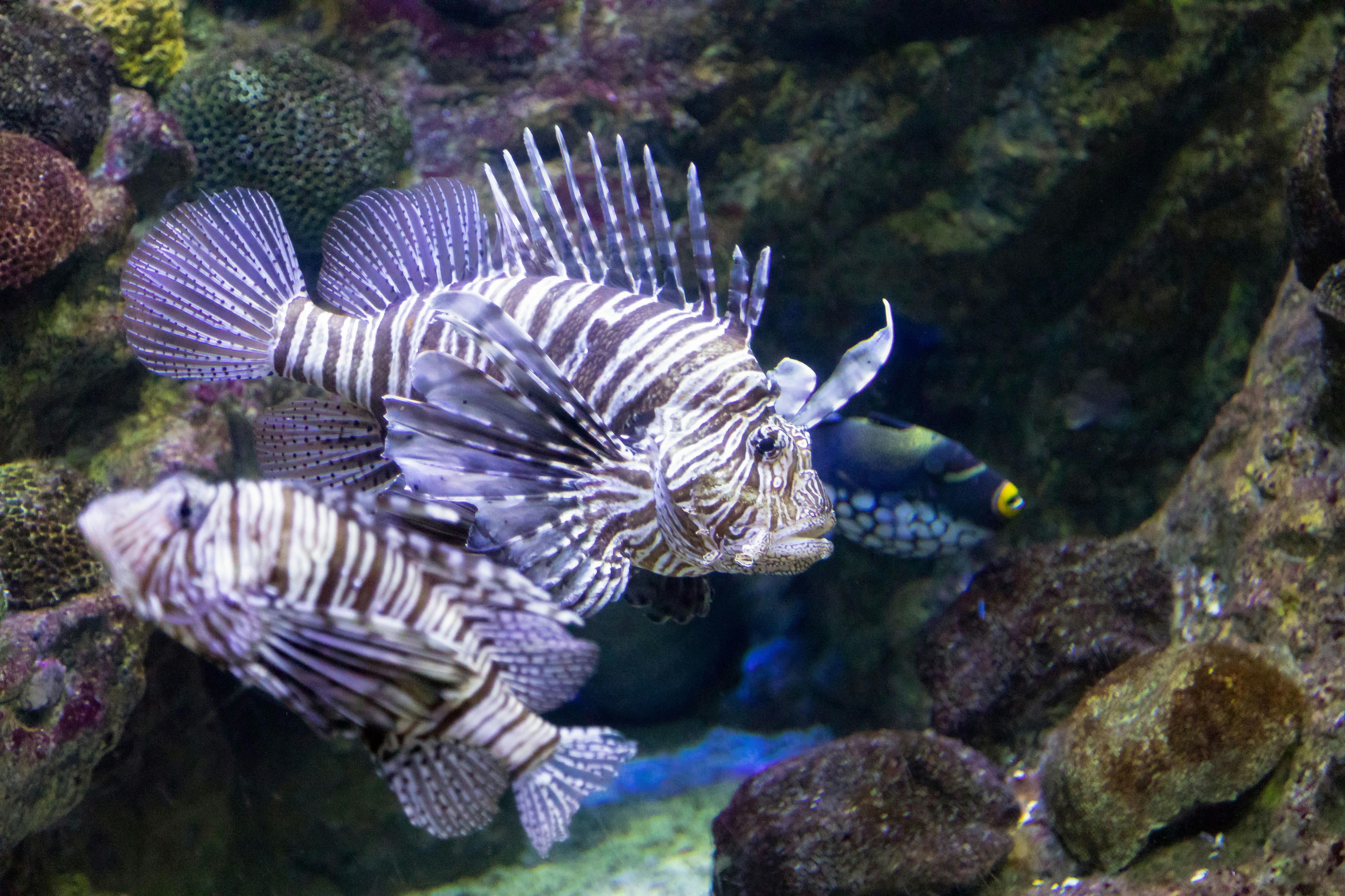 Sea Life aquarium in Benalmádena