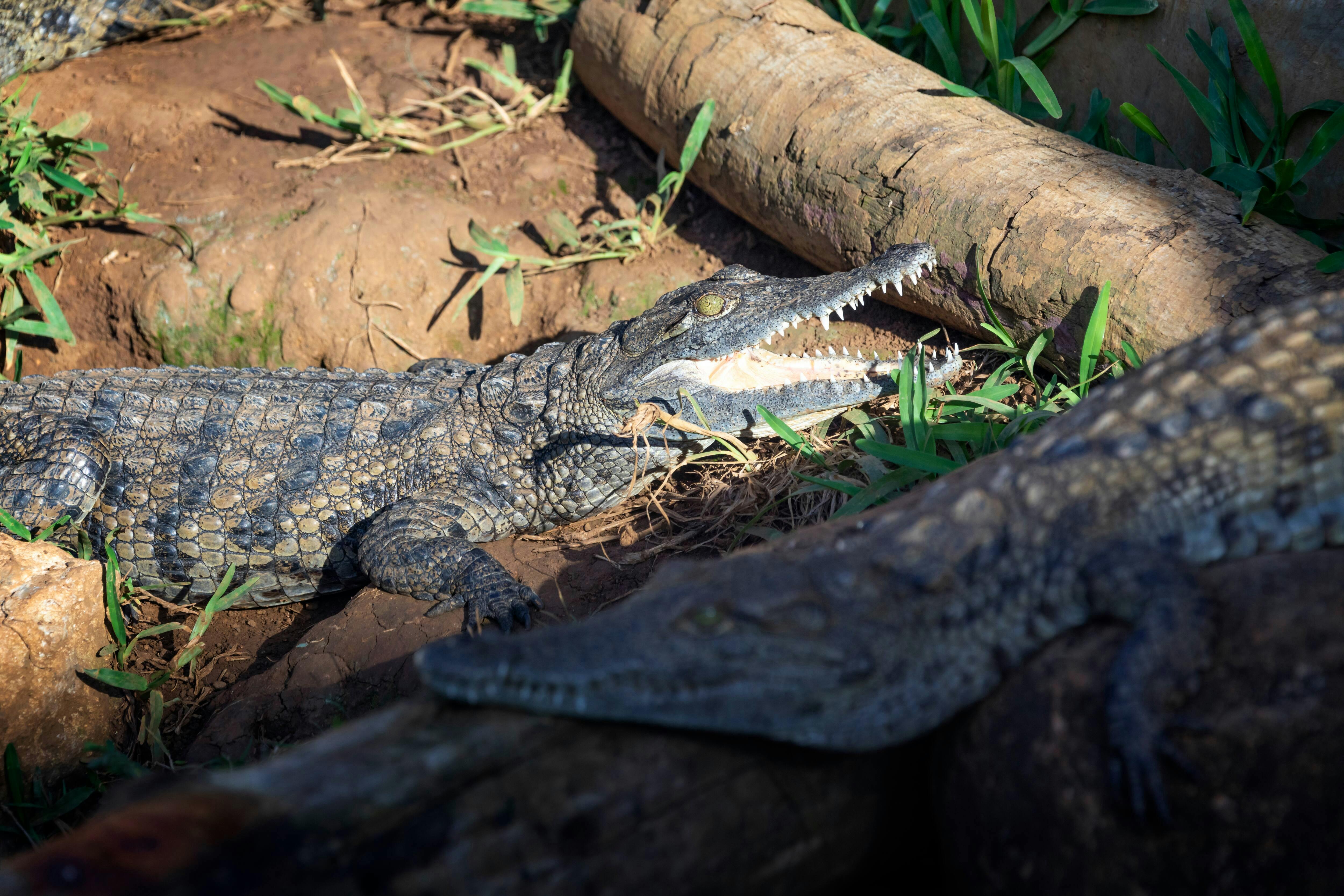 Crocodile Park