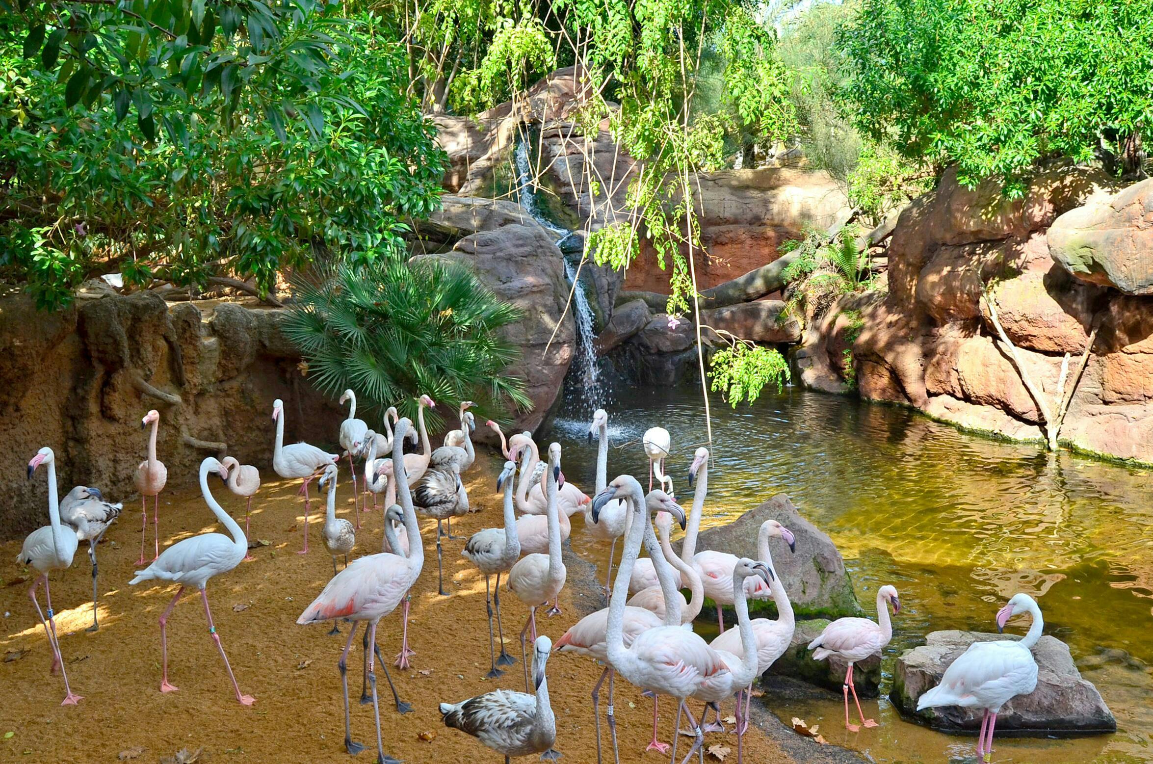 Bioparc Fuengirola