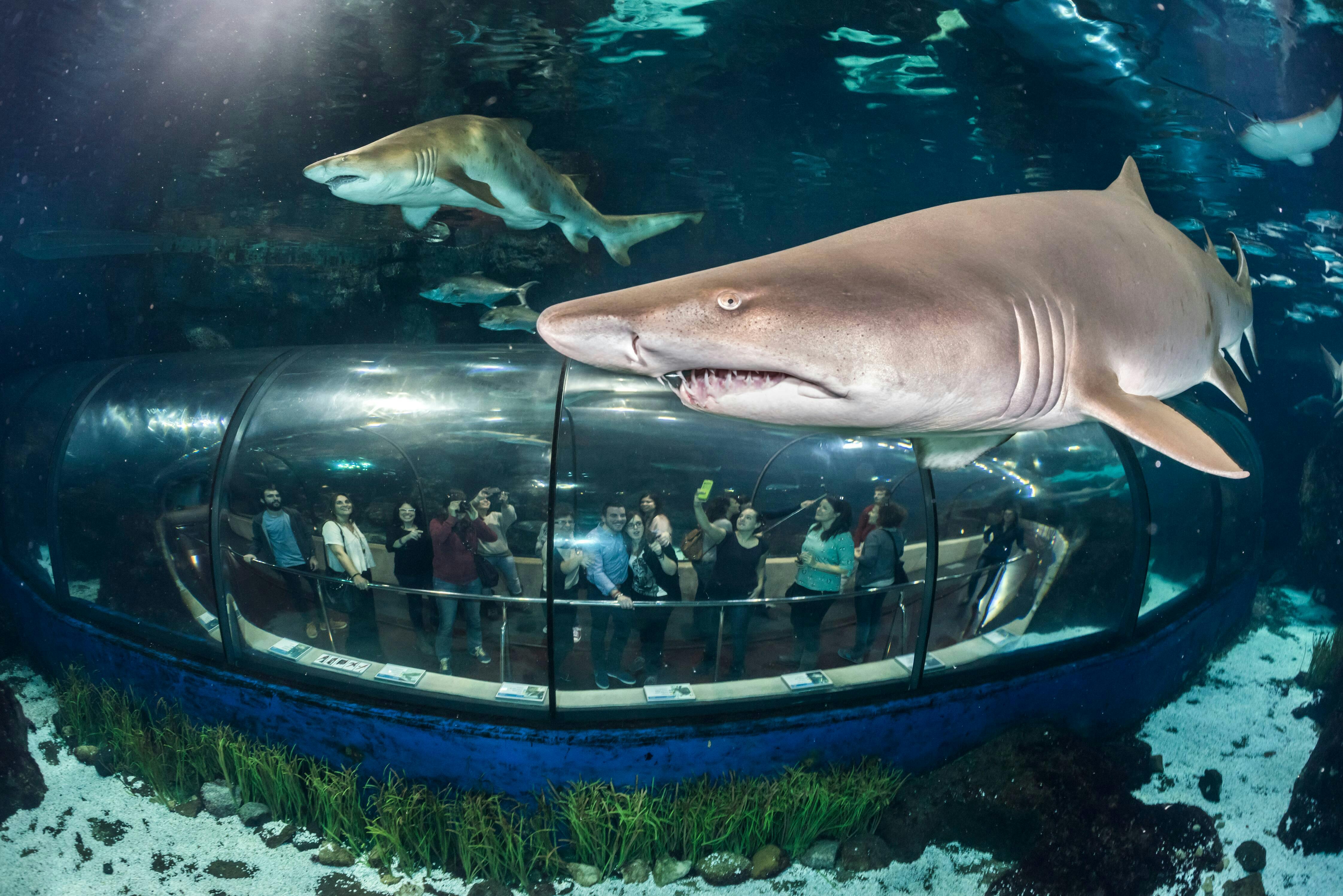 Solo biglietto per l'acquario di Barcellona