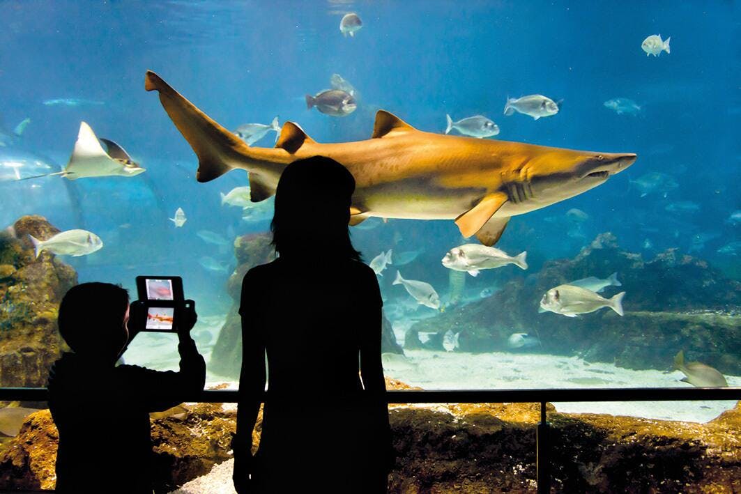 Barcelona Aquarium Ticket Only