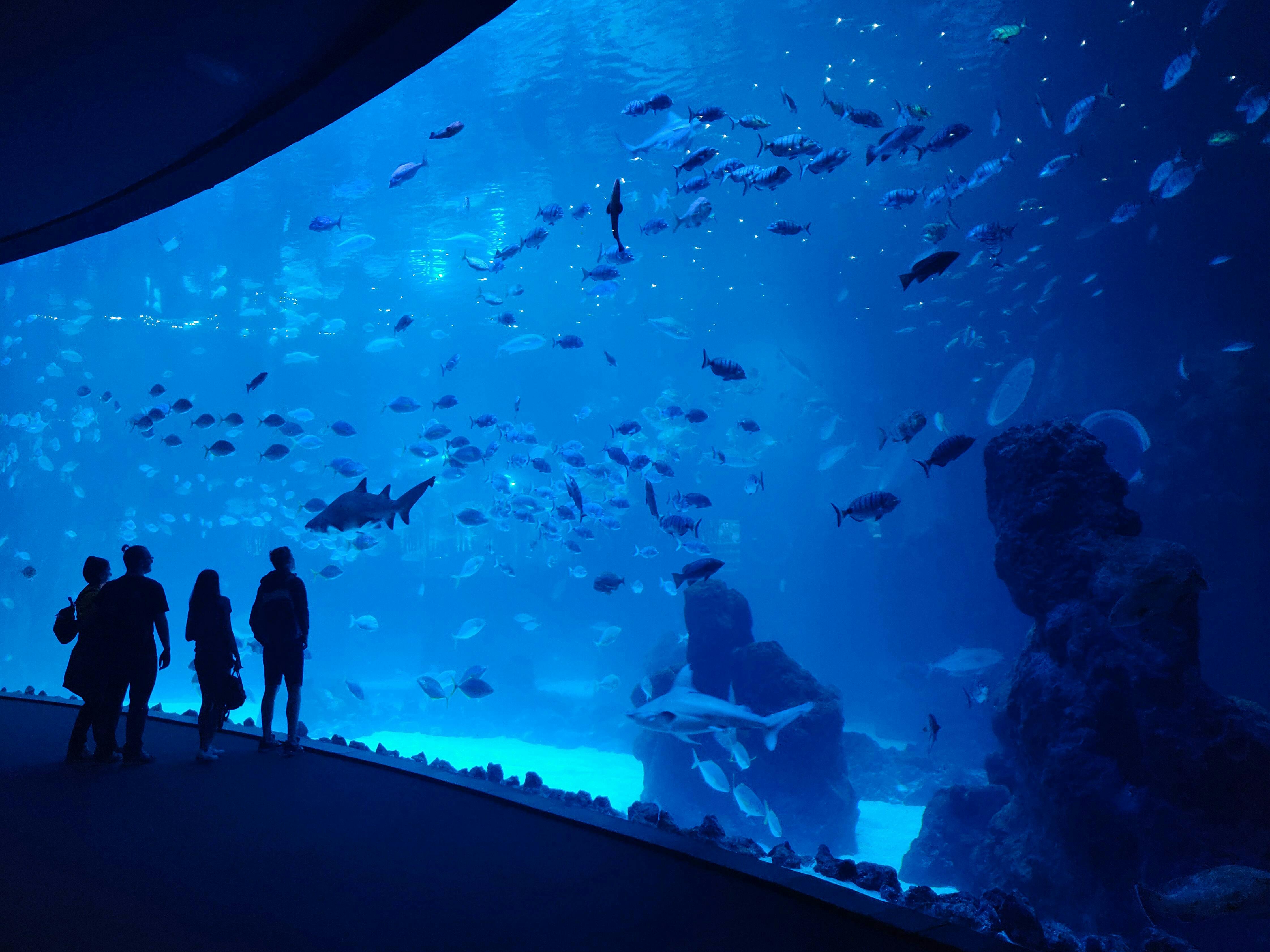 Aquarium Poema del Mar