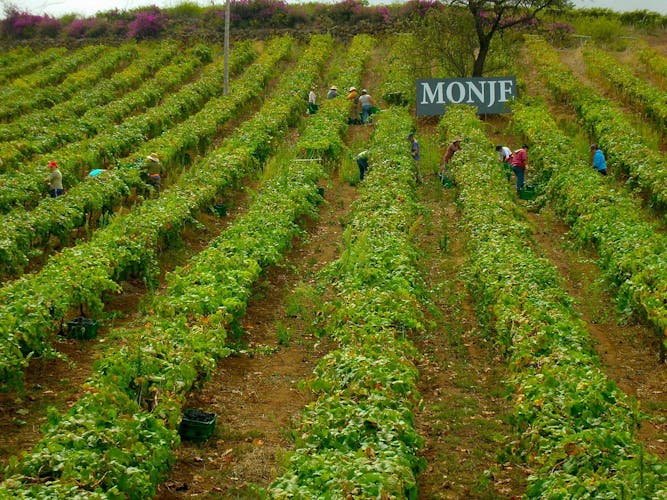Bodegas Monje – Visit and Winetasting