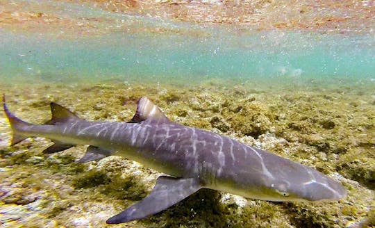 Experiencia con tiburón limón de Sal