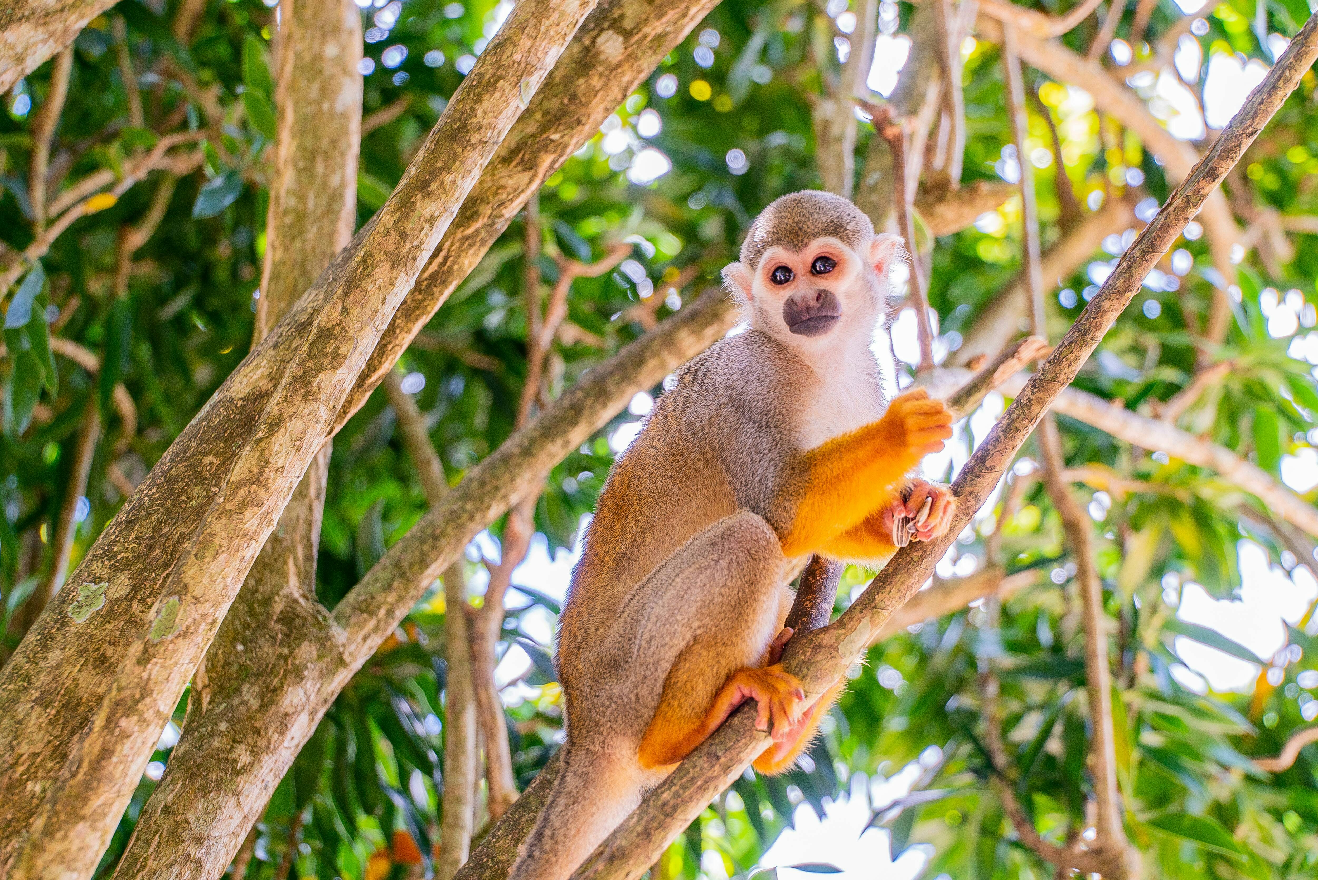 Tour por la jungla de monos