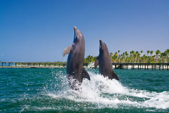 Excursión a nado con delfines en Punta Cana