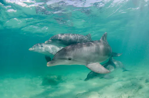 Punta Cana Dolphin Swim Tour