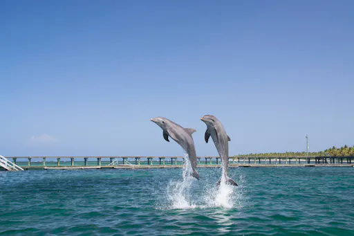 Punta Cana Dolphin Swim Tour