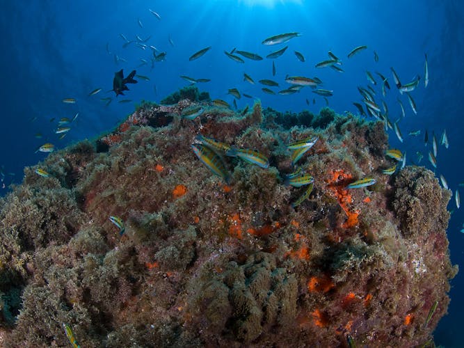 Reduced Mobility Scuba Lesson with Native Diving