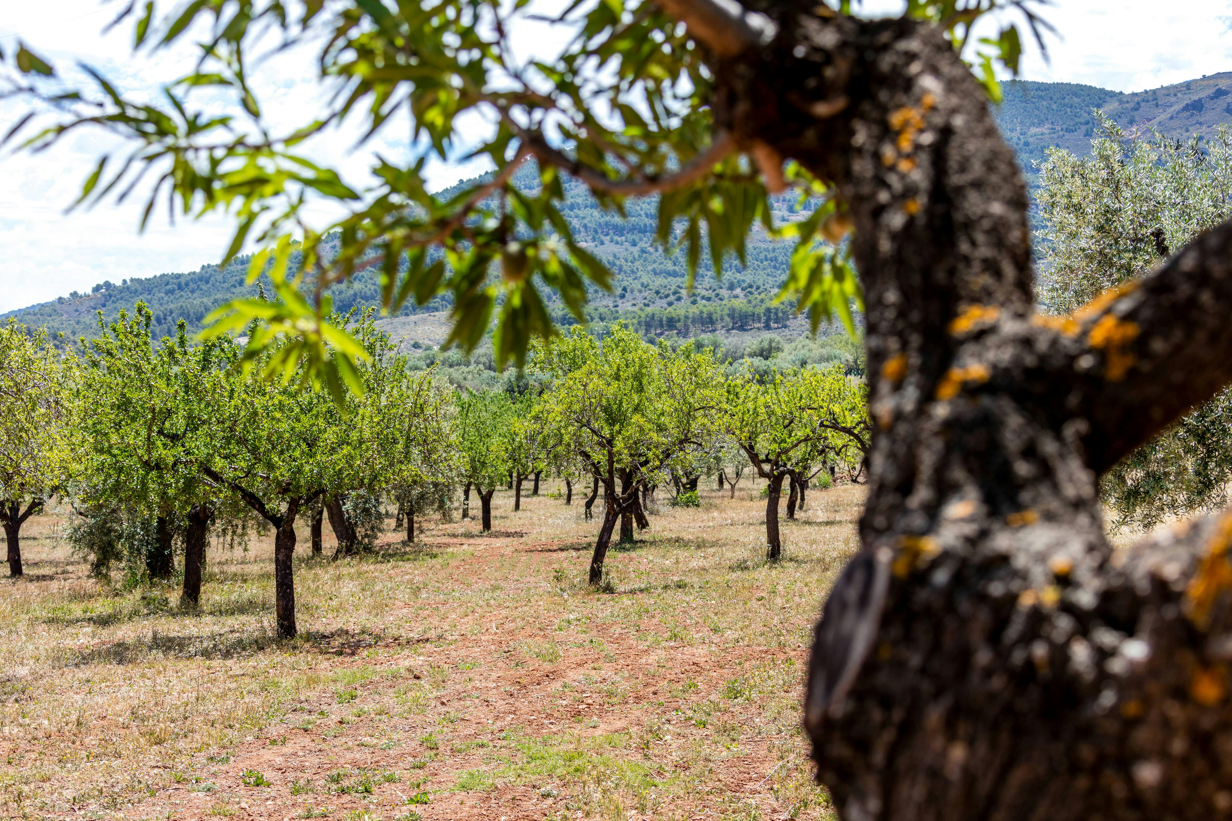 Almeria Wine & Tapas Tour