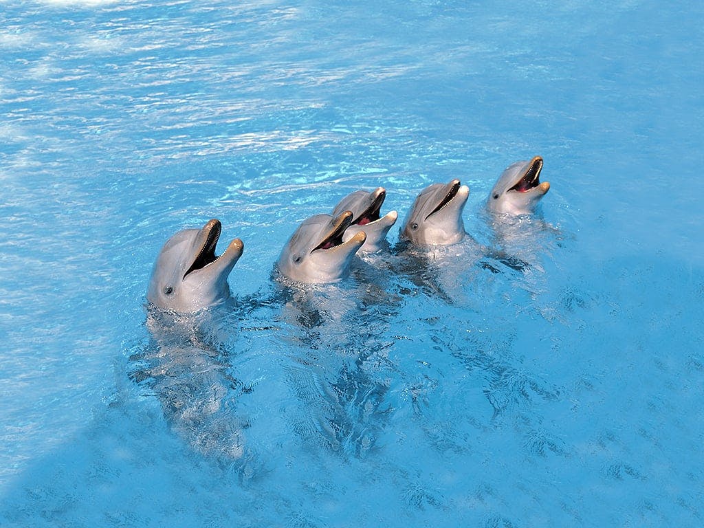 Marineland with Transfer