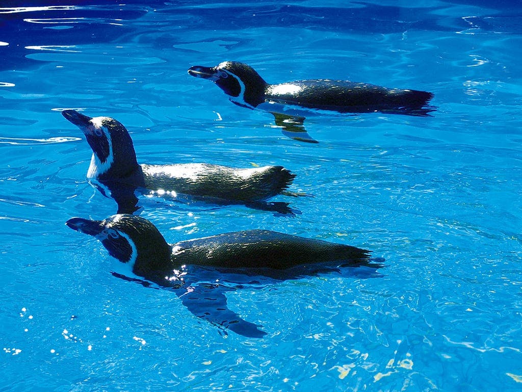 Marineland with Transfer