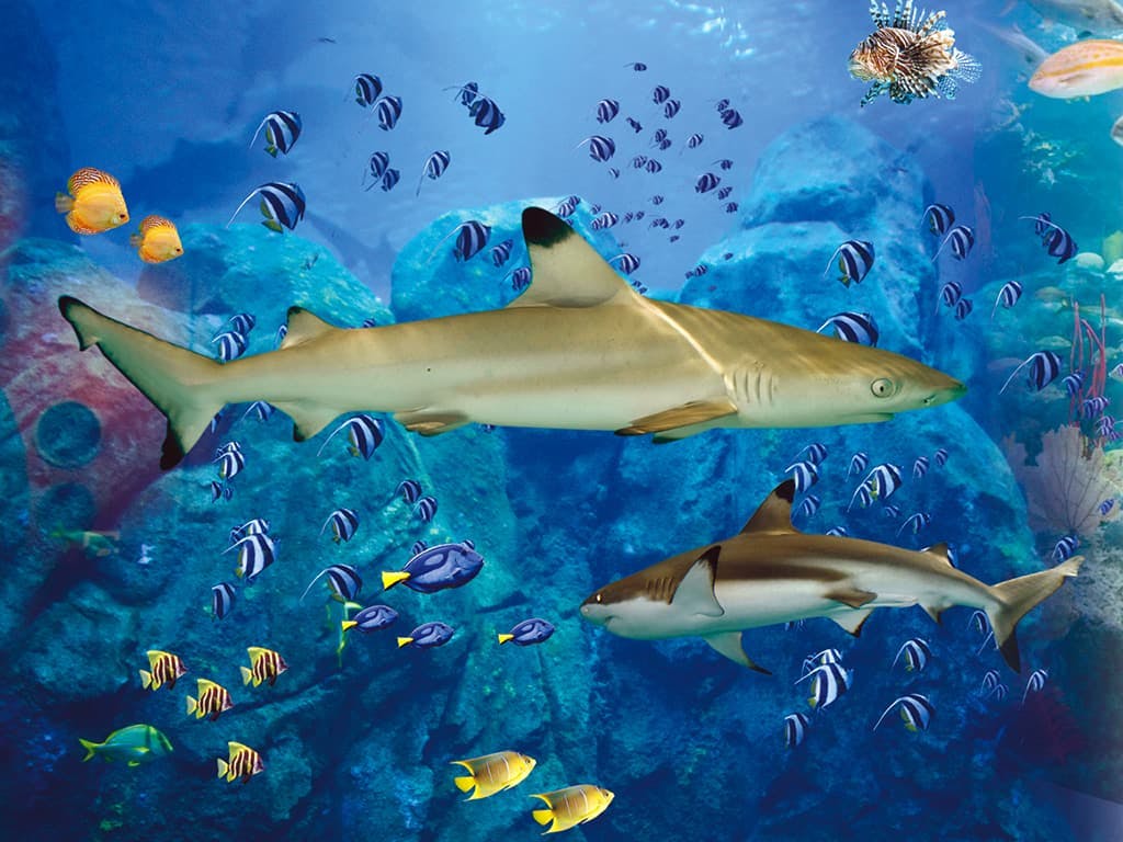 Marineland with Transfer